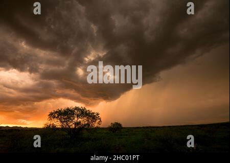 Silhouette trees with dark thunderstorm sky over grassy field  Stock Photo