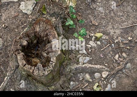 Cut tree trunk with hole in the middle. Plants around, empty space, leaves of Stock Photo