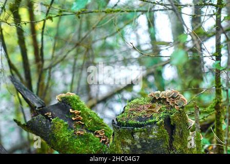 Old mossy tree stump with peeling bark and tinder fungi Stock Photo