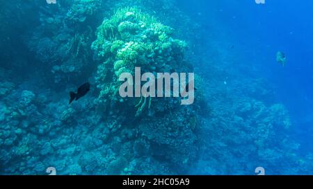 Kyphosus sectator in the blue water of the red sea Stock Photo