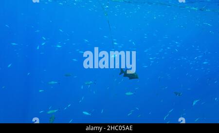 Kyphosus sectator in the blue water of the red sea Stock Photo