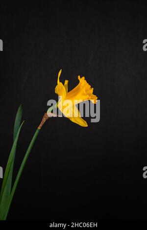 Beautiful single yellow daffodil on black background. Stock Photo