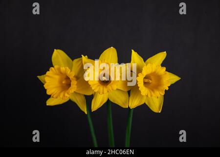 Three yellow daffodils isolated on black background. Stock Photo