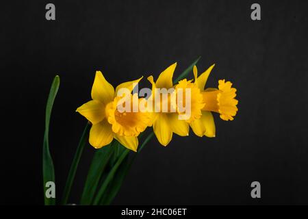 Three yellow daffodils isolated on black background. Stock Photo