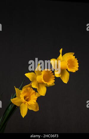 Three yellow daffodils isolated on black background. Stock Photo