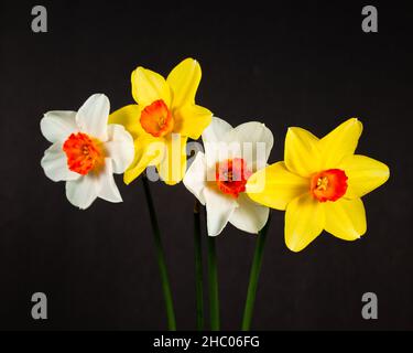 Yellow and white daffodils isolated on black background. Stock Photo