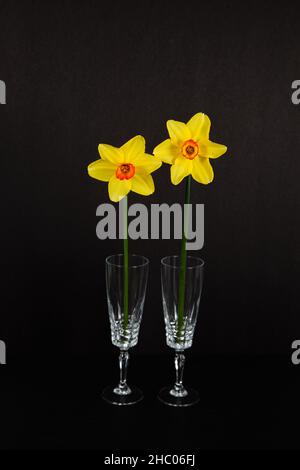 Yellow daffodils in vases, isolated on black background. Stock Photo