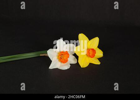 Yellow and white daffodils isolated on black background. Stock Photo