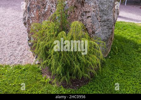 Close up view of a juniper near a large stone. Green nature backgrounds. Sweden. Stock Photo