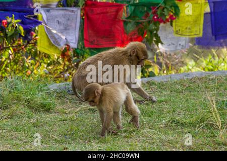 A mother and baby Rhesus macaque forage for food at the Pema Tsal Sakya Monastic Institute near Pokhara, Nepal. Stock Photo