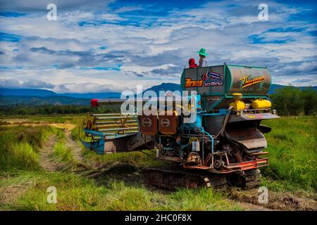 Machine Harvesting Rice in Nakhon Nayok Thailand Stock Photo