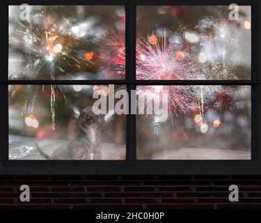 little dog looks out the window and watching the fireworks Stock Photo