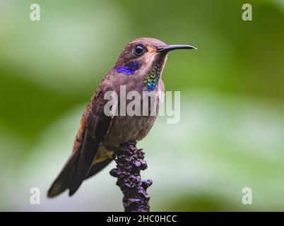 A Brown Violetear (Colibri delphinae) hummingbird perched on a branch. Ecuador, South America. Stock Photo