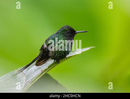 A male Green Thorntail (Discosura conversii) hummingbird perched on a leaf. Ecuador, South America. Stock Photo