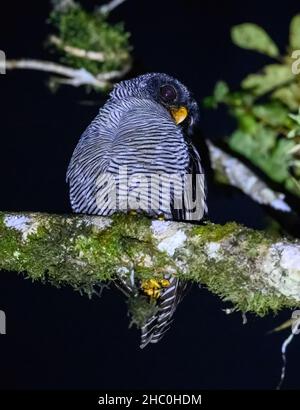 A Black-and-white Owl (Ciccaba nigrolineata) perched on a branch. Ecuador, South America. Stock Photo