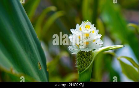 Pickerelweed (Pontederia parviflora), aquatic plant Stock Photo