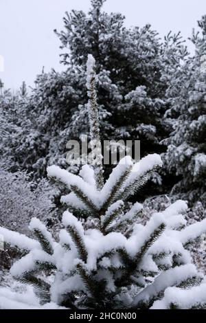 Snow covered spruce tree top in a wintry forest, as snow continues to fall. Stock Photo