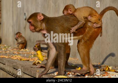 Rhesus macaque baby is taking a ride Stock Photo
