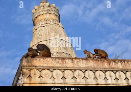 Rhesus macaques are playing at a temple Stock Photo