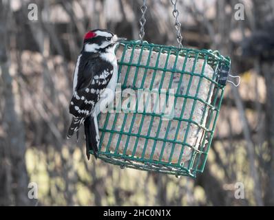 Male Downy Woodpecker, Picoides pubescens, on  suet feeder Stock Photo