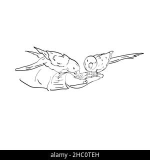 closeup hand feed sunflower seed to two parrots illustration vector hand drawn isolated on white background line art. Stock Vector