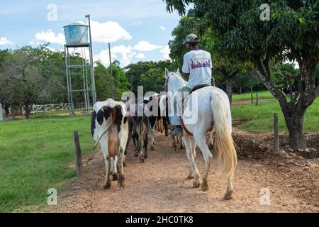 cattle on a farm in minas gerais the interior of Brazil Stock Photo