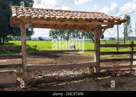 cattle on a farm in minas gerais the interior of Brazil Stock Photo