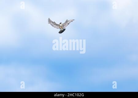 Adult Peregrine Falcon (Falco peregrinus) stops midaair with its wings open as it is about to defend its territory from an intruder NJ, USA Stock Photo