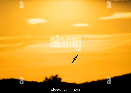 Silhouette of Common Tern ( Sterna hirundo ) flying back to the colony with a just caught fish in its bill Nickerson Beach, Nassau County, Long Island Stock Photo