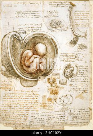 Leonardo Davinci's anatomical studies of the human foetus in the womb Stock Photo