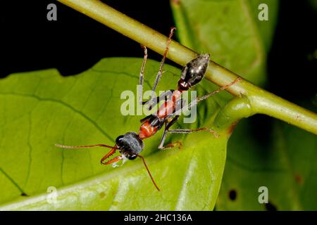 Jumper Ant, also knwn as Jumping Jack Ant and Bulldog Ant, Myrmecia nigrocincta. Coffs Harbour, NSW, Australia. Stock Photo