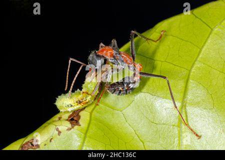 Jumper Ant, also knwn as Jumping Jack Ant and Bulldog Ant, Myrmecia nigrocincta. With prey of a caterpaillar larvae. Coffs Harbour, NSW, Australia. Stock Photo