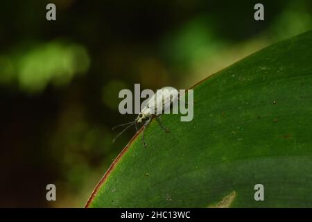 Close up photo of small grey weevil bug crawling on green leaf. Stock Photo