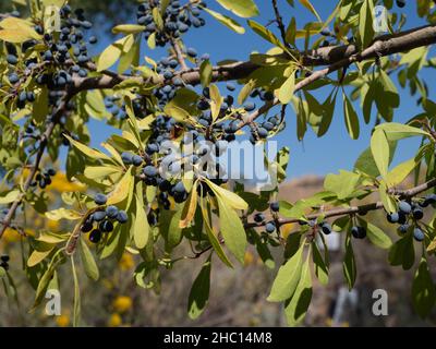 Close up of multiple dark purple olives on a tree in Aztec, New Mexico. Photographed in sunlight with a shallow depth of field. Stock Photo
