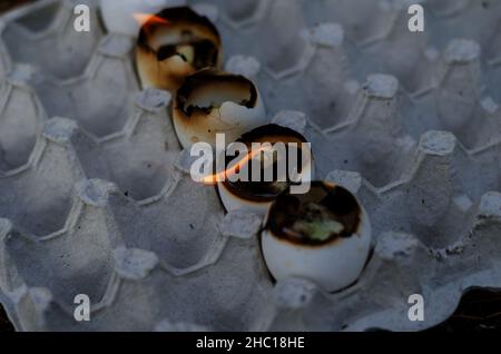 Empty eggshell candles burn in the egg tray. Five burning eggshells in a row. Selection trick. Stock Photo