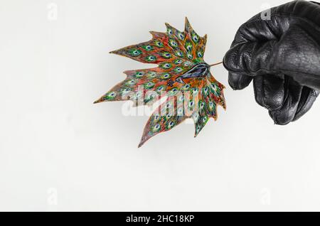 Painted peacock on a fallen leaf. A hand in a black leather glove holds a leaf with a beautiful drawing of the beautiful bird. Indoors. Selective focu Stock Photo