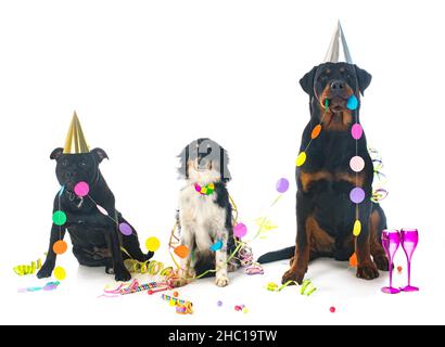 three dogs in front of white background Stock Photo