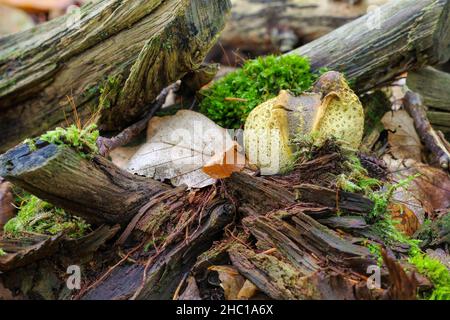 Scleroderma or eart ball in autumn forest Stock Photo