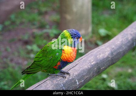 Lorikeet also called Lori for short, are parrot-like birds in colorful plumage. They are very curious and beautiful to look at Stock Photo