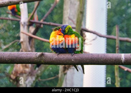 A lorikeet couple in love on a branch. Lorikeet, also called Lori for short, are parrot-like birds with colorful plumage. They are very curious and be Stock Photo