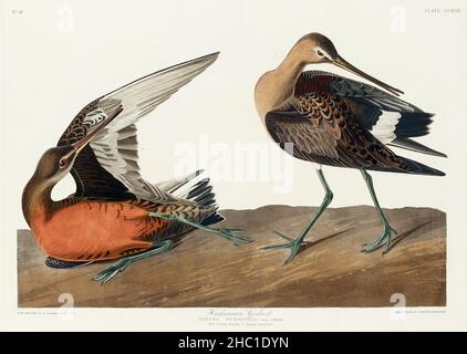 Hudsonian Godwit from Birds of America (1827) by John James Audubon (1785 - 1851), etched by Robert Havell (1793 - 1878). Stock Photo
