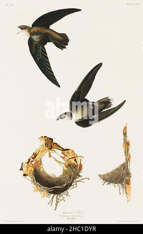 American Swift from Birds of America (1827) by John James Audubon (1785 - 1851), etched by Robert Havell (1793 - 1878). Stock Photo