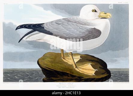 Fulmar Petrel from Birds of America (1827) by John James Audubon (1785 - 1851), etched by Robert Havell (1793 - 1878). Stock Photo