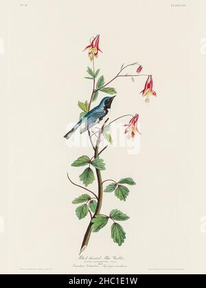 Black-throated Blue Warbler from Birds of America (1827) by John James Audubon (1785 - 1851), etched by Robert Havell (1793 - 1878). Stock Photo