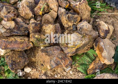 Iron ore in the form of lumps of brown iron ore (limonite-hematite) in nature Stock Photo