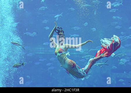 Haikou, China's Hainan Province. 21st Dec, 2021. A contestant participates in a mermaid contest in Sanya, south China's Hainan Province, Dec. 21, 2021. Over 40 contestants participated in the contest which kicked off Tuesday. Credit: Pu Xiaoxu/Xinhua/Alamy Live News Stock Photo