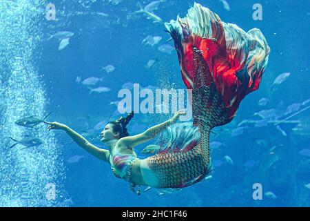 Haikou, China's Hainan Province. 21st Dec, 2021. A contestant participates in a mermaid contest in Sanya, south China's Hainan Province, Dec. 21, 2021. Over 40 contestants participated in the contest which kicked off Tuesday. Credit: Pu Xiaoxu/Xinhua/Alamy Live News Stock Photo