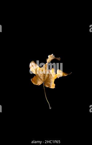 Dry Leaf on Black Stock Photo