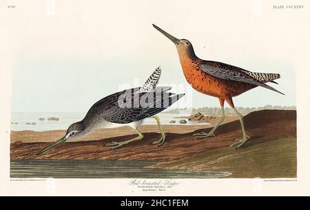 Red-breasted Snipe from Birds of America (1827) by John James Audubon (1785 - 1851), etched by Robert Havell (1793 - 1878). Stock Photo