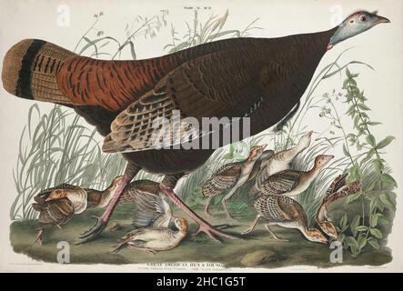 Great American Hen and Young from Birds of America (1827) by John James Audubon (1785 - 1851 ), etched by William Home Lizars (1788 - 1859). Stock Photo